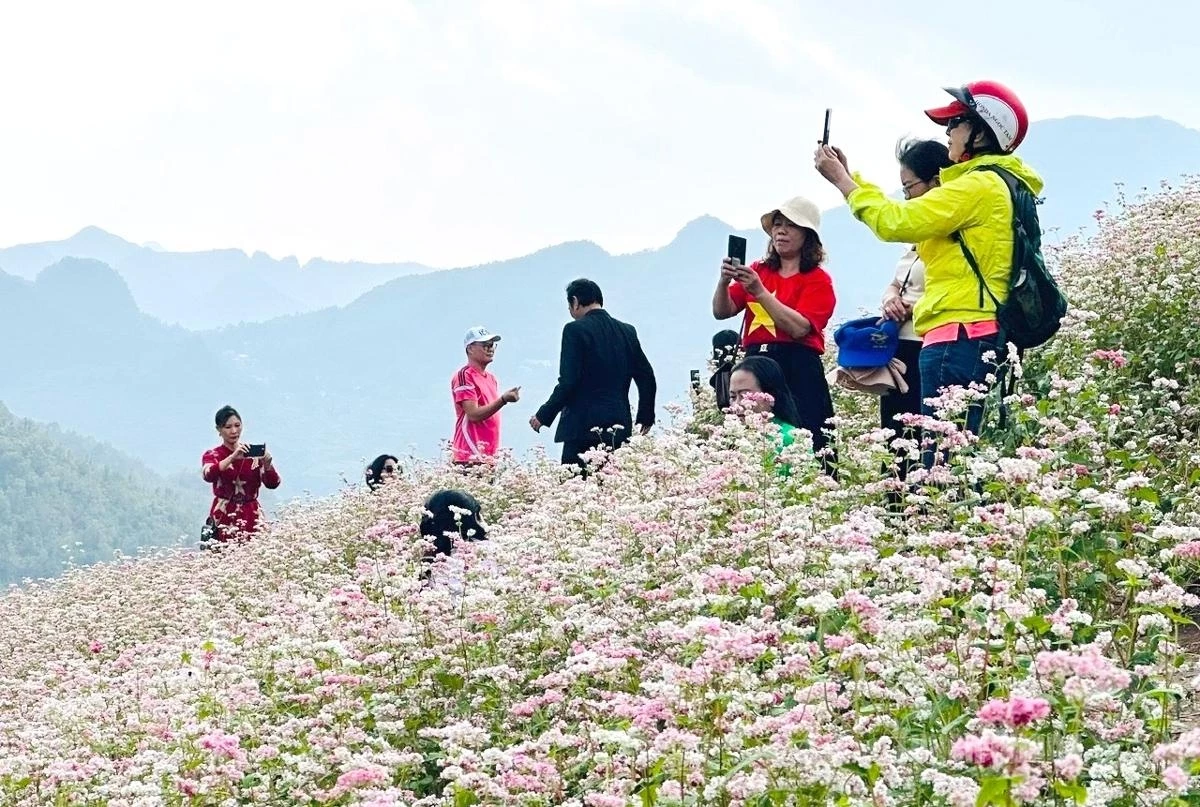Buckwheat flower fields have become popular check-in destinations for tourists.