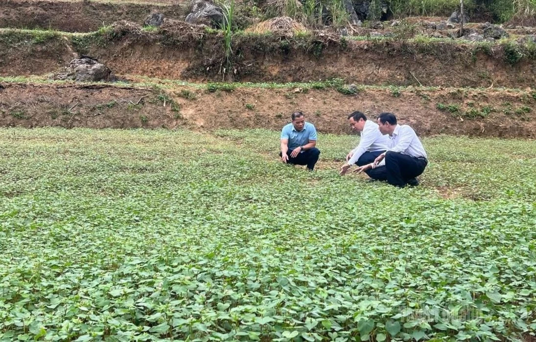 Leaders of Lung Cu Commune inspect buckwheat fields planted in successive batches.