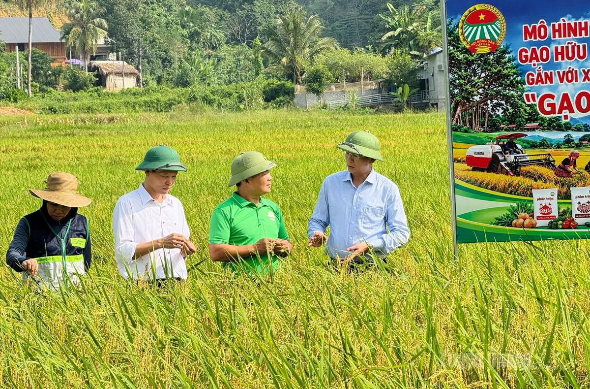 Mô hình liên kết sản xuất gạo hữu cơ chất lượng cao giữa HTX Sáng Nhung và xã Tân Trào.