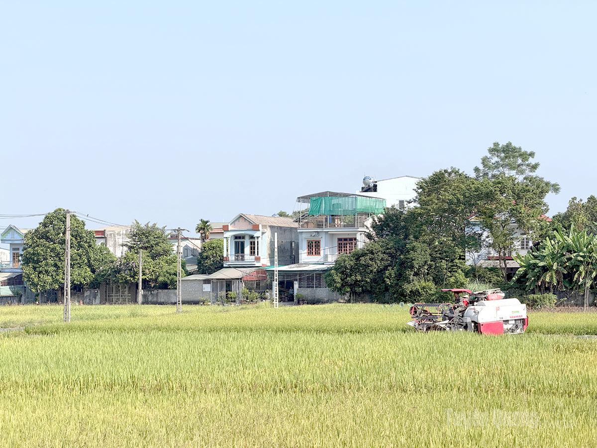 Nông dân phường Minh Xuân ứng dụng máy móc đẩy nhanh tiến độ thu hoạch.