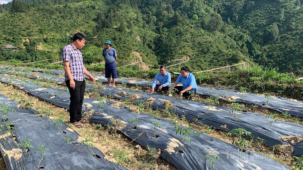 Mô hình trồng cà chua trái vụ liên kết tiêu thụ sản phẩm đang tạo ra nguồn thu ổn định cho người dân Lao Chải.