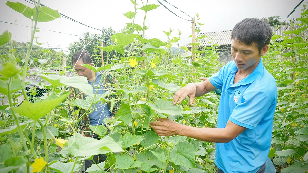 Gia đình anh Thèn Văn Thắng, thôn Tả Lèng được hỗ trợ triển khai mô hình trồng dưa chuột mang lại hiệu quả kinh tế.