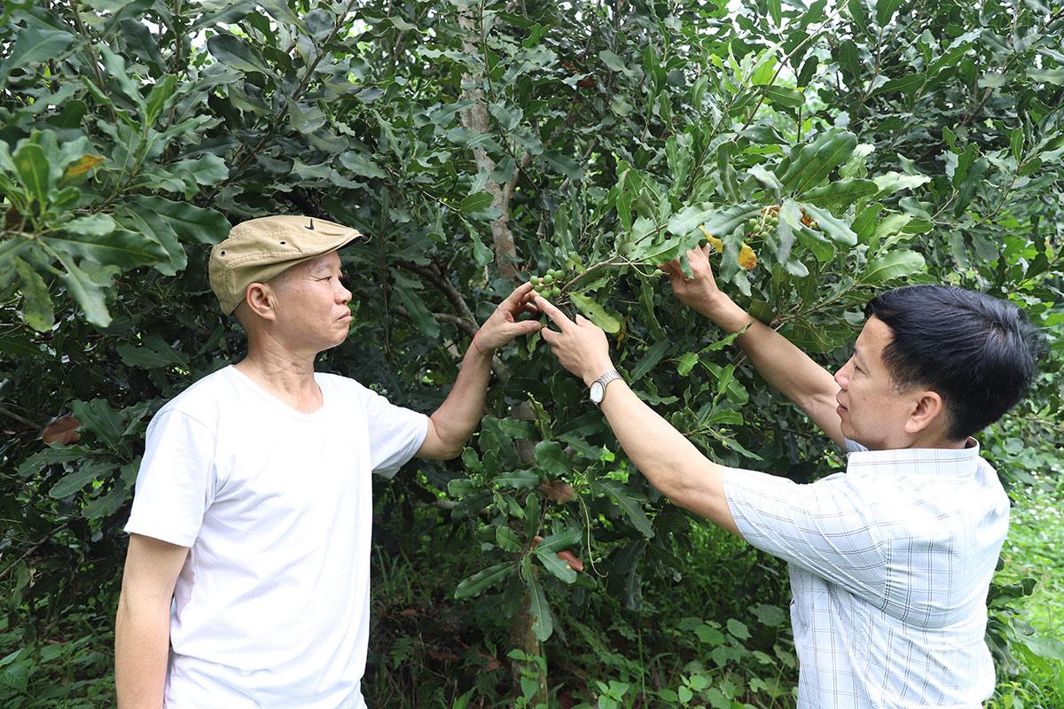 Lãnh đạo xã Hùng An kiểm tra mô hình trồng cây mắc ca của gia đình ông Dương Văn Máy (trái).