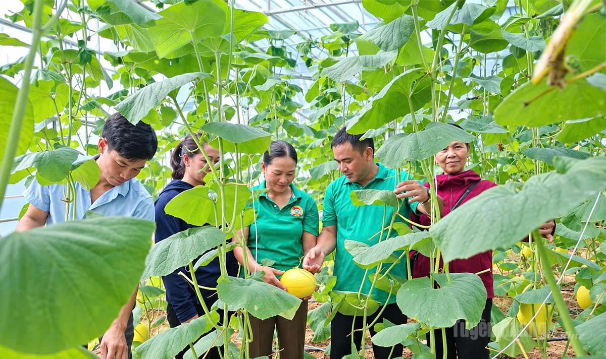  Mô hình trồng dưa lưới trong nhà màng của chị Chu Thị Bình, thôn Đoàn Kết, xã Thái Bình, góp phần thúc đẩy phát triển nông nghiệp xanh tại địa phương.