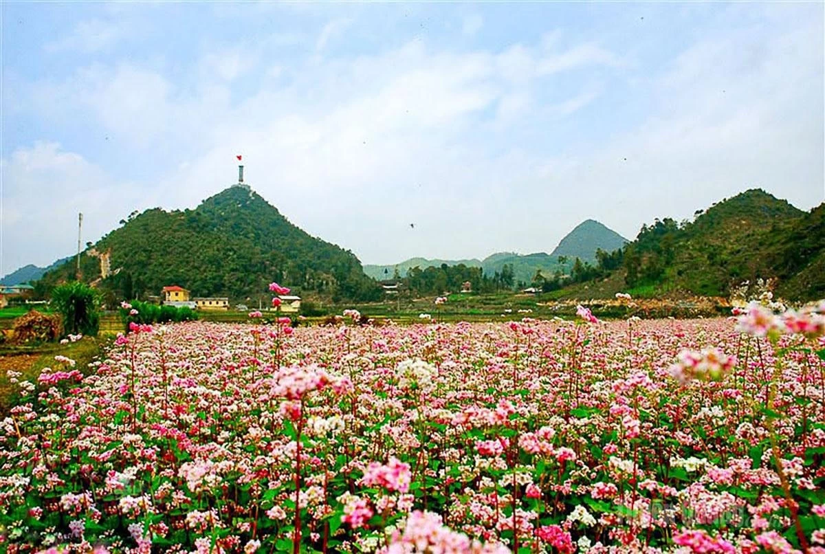 Buckwheat flowers gently bloom at the foot of the Lung Cu National Flag Tower.