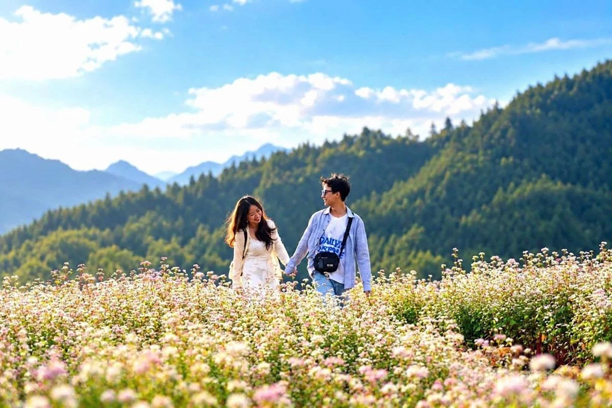 The buckwheat flower season is romantic and picturesque.