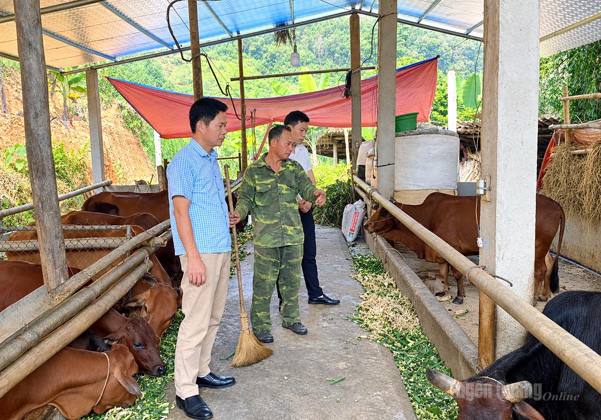 Lãnh đạo xã Thái Sơn thăm mô hình bò nuôi nhốt của gia đình anh Lê Quang Sinh.