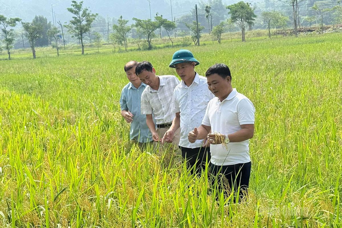 Lãnh đạo UBND xã Tân Trào kiểm tra thực tế các mô hình trồng lúa hữu cơ trên địa bàn xã.