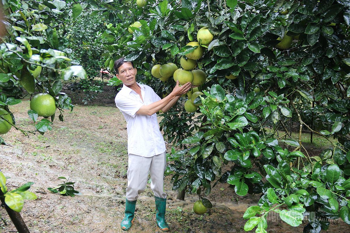 Anh Trần Duy Hưng với vườn bưởi được chăm sóc theo tiêu chuẩn khắt khe.