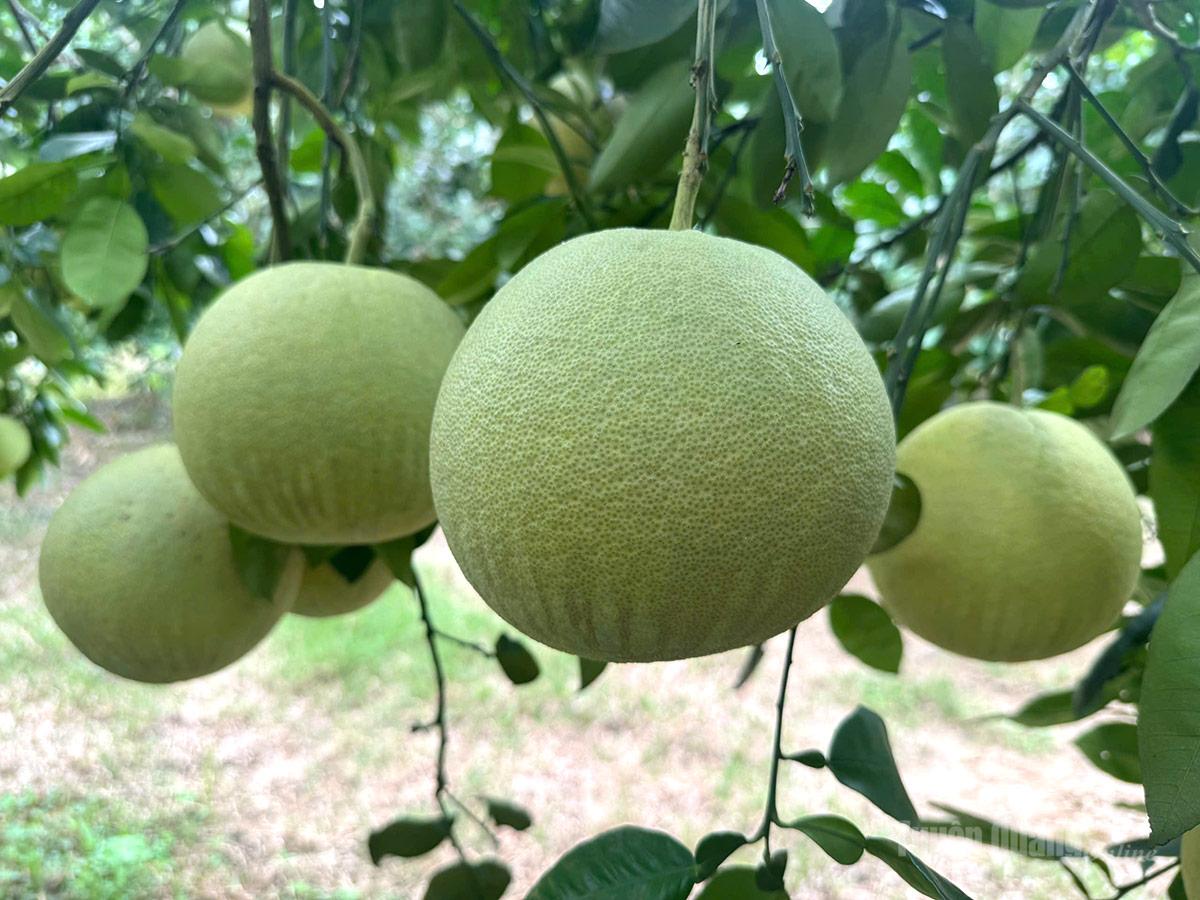 Những quả bưởi
căng đều đủ
tiêu chuẩn xuất khẩu.