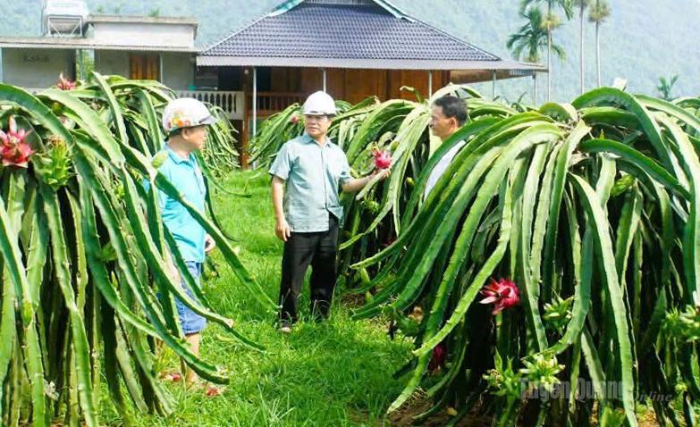 Người dân thôn Đồng Hương, xã Đồng Yên
phát triển kinh tế nhờ trồng cây Thanh long ruột đỏ.