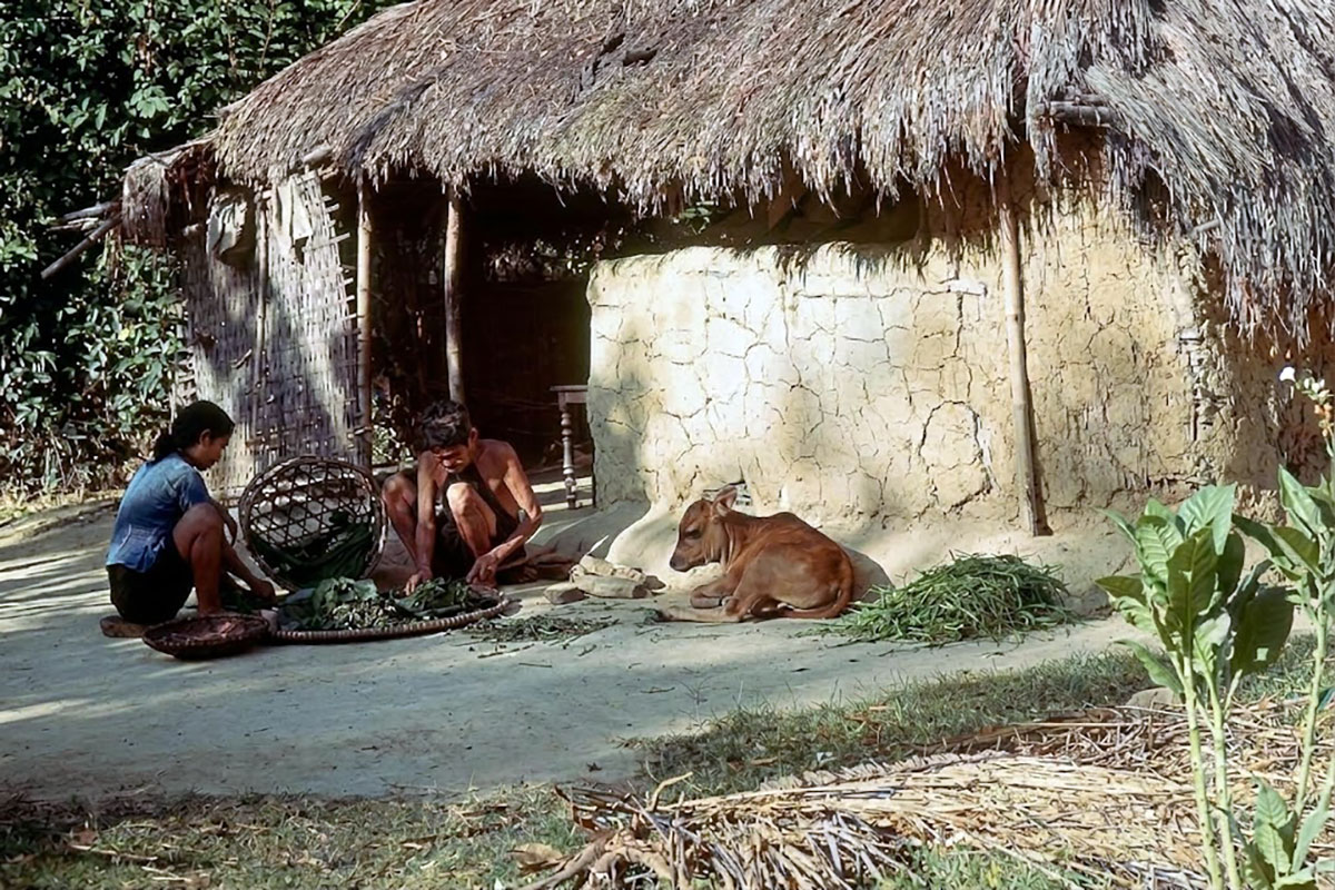 Cỏ tranh từng là vật liệu phổ biến một thời để lợp mái nhà. 