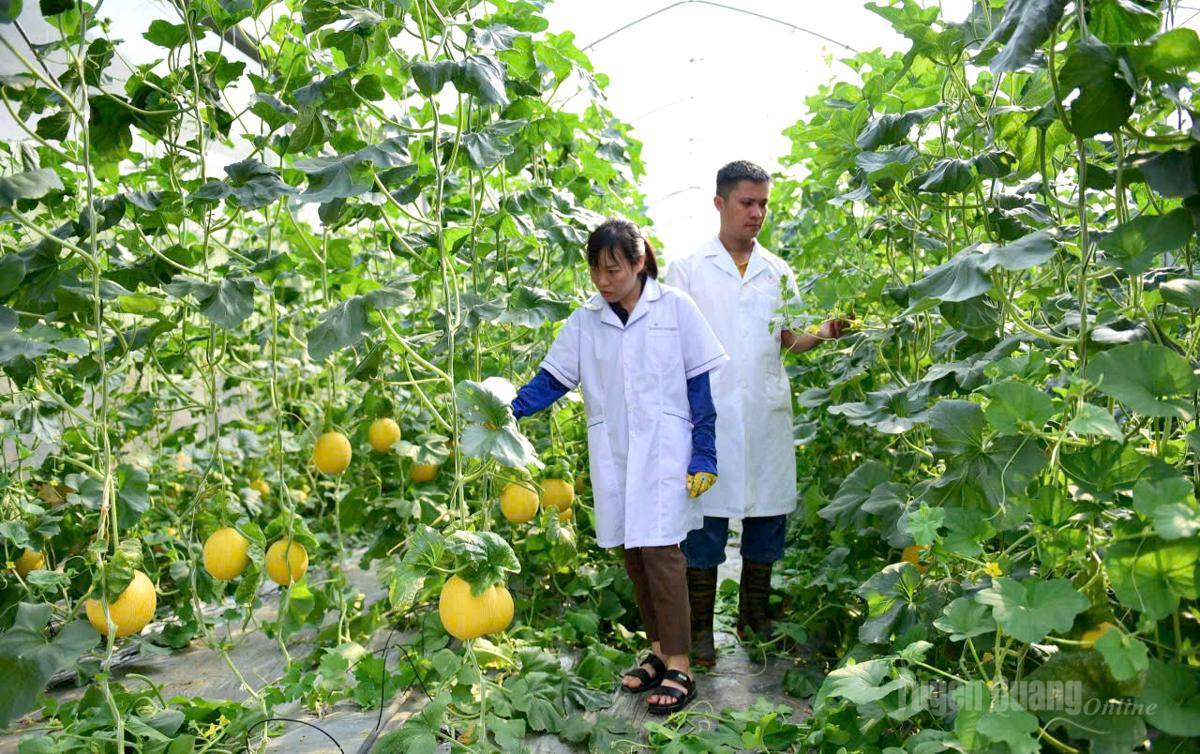 Anh Nguyễn Việt Lâm, xã Tân Thanh với mô hình trồng dưa lưới đem lại thu nhập cao.