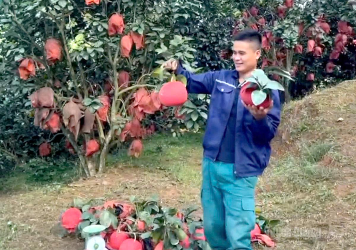 Anh Hoàng Văn Nghiệp ở thôn Cánh Vần, xã Lực Hành thành công với mô hình trồng bưởi đỏ đem lại giá trị kinh tế cao.