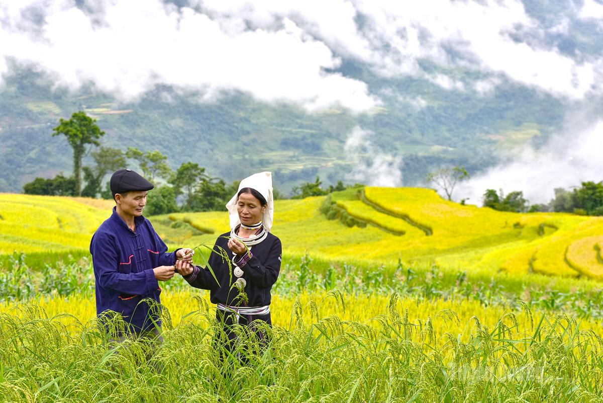 Mùa vàng Hồng Thái đang vào độ đẹp nhất năm.