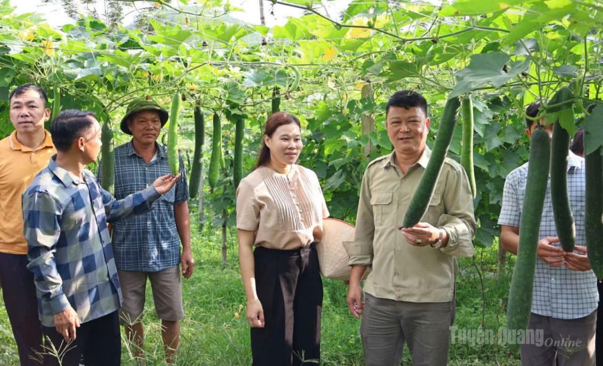 Lãnh đạo xã Vĩnh Tuy thăm mô hình trồng bí xanh của gia đình anh Lê Văn Toàn, thôn Thọ Quang.