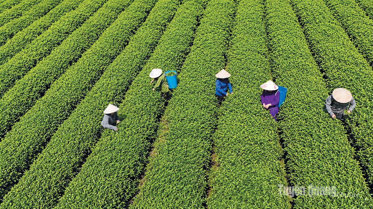 Xã Linh Hồ phát triển 
vùng chè, tạo sinh kế và nâng cao thu nhập cho người dân địa phương.                     
                              ảnh: p.v