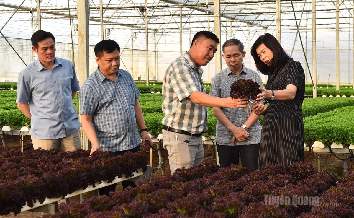 Đoàn công tác than quan khu sản xuất rau thủy sinh Công ty TNHH Sản xuất - Thương mại Nông sản Phong Thúy.
