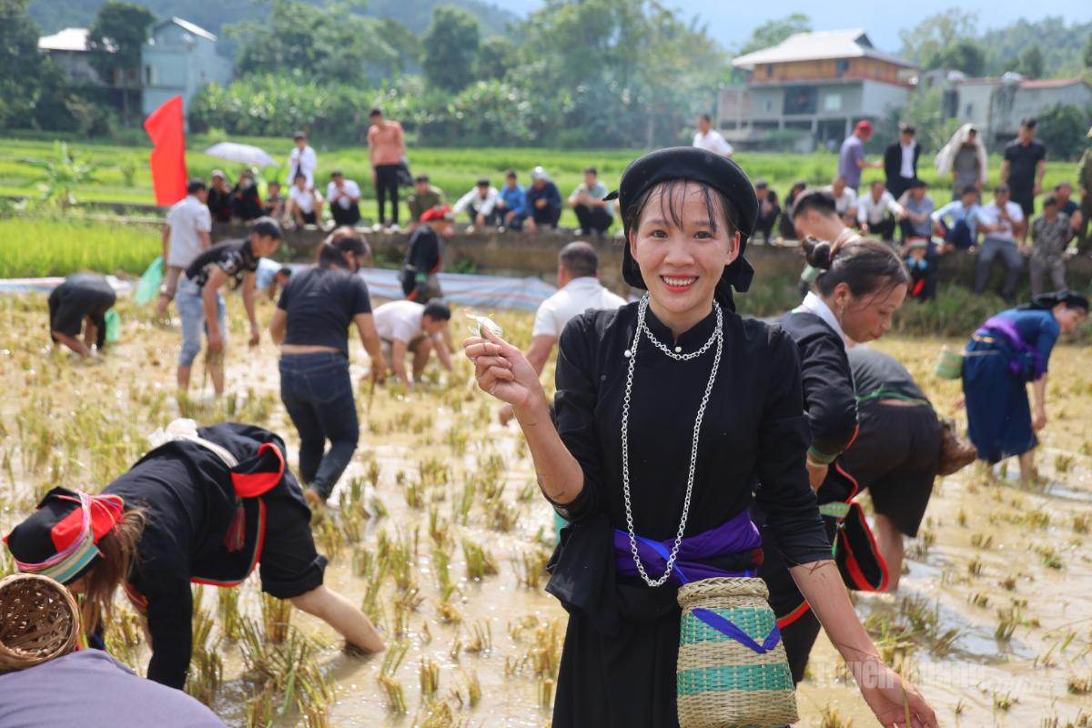 Hấp dẫn thi bắt cá chép ruộng tại Lễ hội.