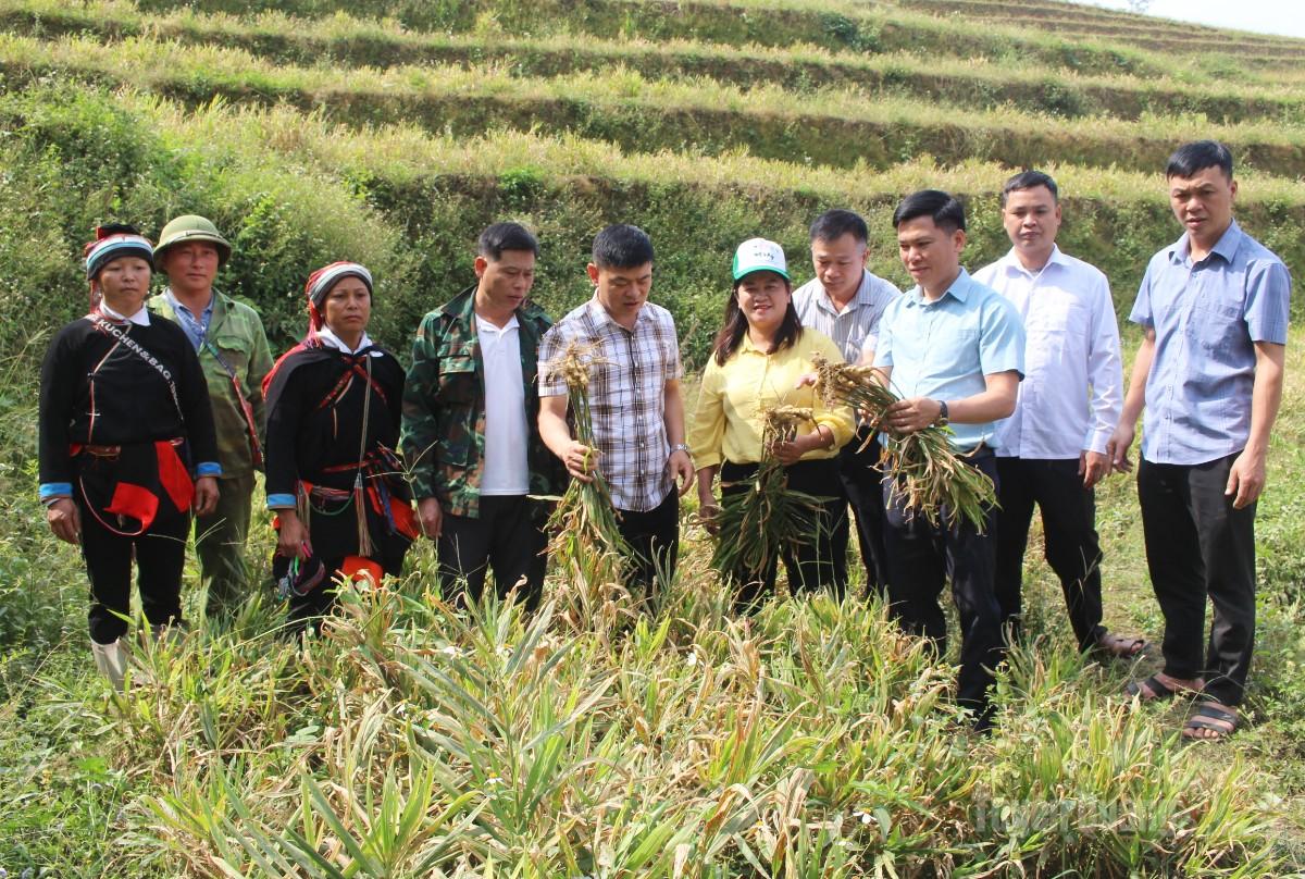 Các đại biểu khảo sát thực tế mô hình trồng gừng tại thôn Tắn Khâu, xã Đường Hồng.