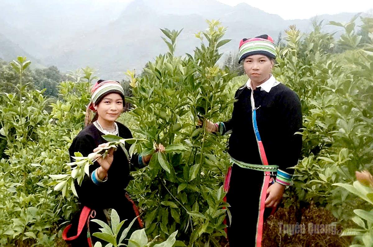 Mô hình trồng cây hồi của hội viên phụ nữ xã Ngọc Long.
