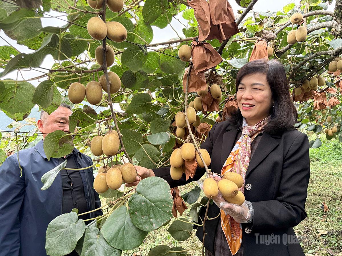 Đoàn khảo sát tình hình phát triển sản xuất nông nghiệp (mô hình trồng cây kiwi) tại thôn Tam Quang, trấn Hưng Nhai, huyện Tây Trù.
