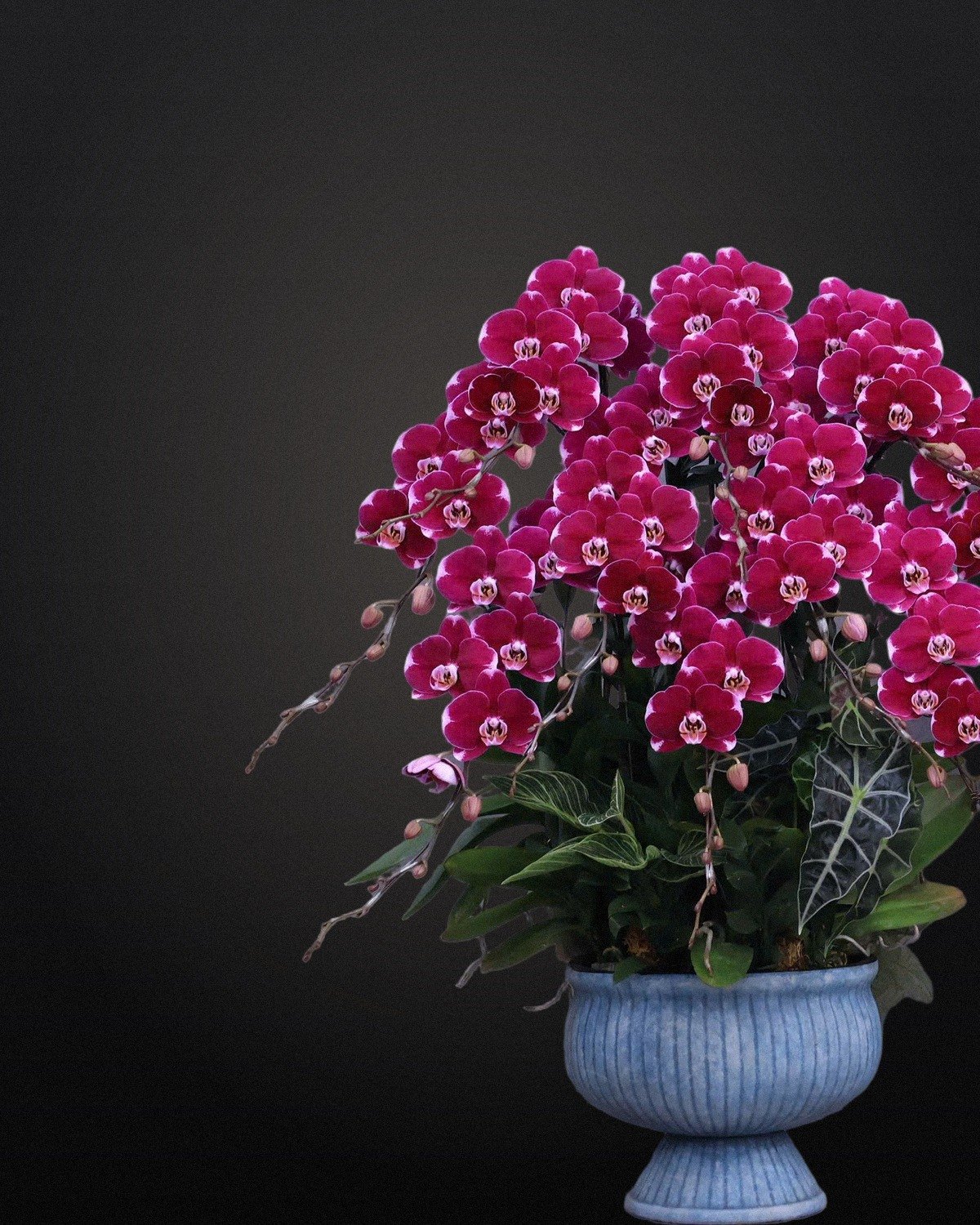 Chậu lan hồ điệp đỏ tím – Hoa Lang Thang