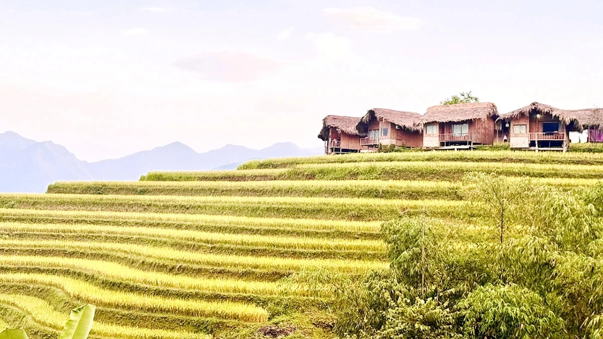 The curving terraces wind their way along the mountain slopes, creating the graceful contours that define Nam Hongs golden harvest season.