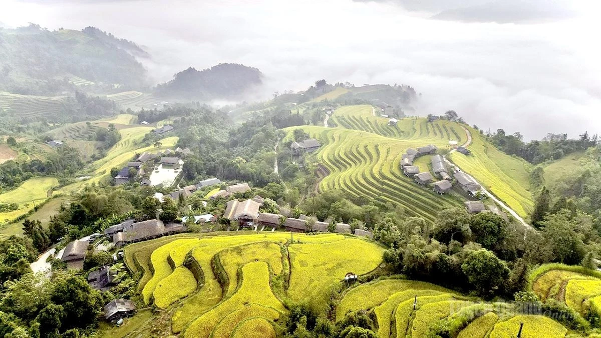 The golden rice fields unfold against the lush green of the mountains and forests, while rooftops peek out from the valley, blending into a gentle and captivating landscape of Nam Hong.