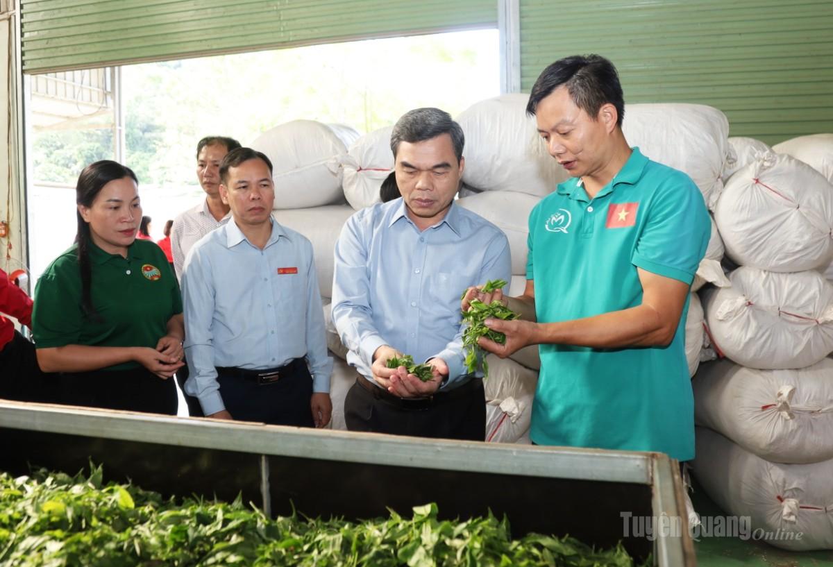 Đồng chí Ma Thế Hồng và lãnh đạo các sở, ngành thăm và khảo sát HTX Chế biến chè Minh Quang.