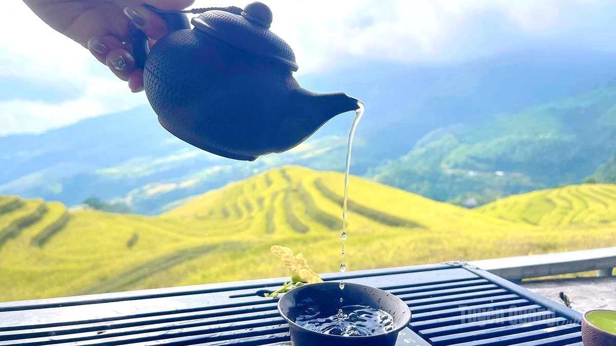 …Take a sip of tea and leisurely take in the golden rice season of Khuoi My.