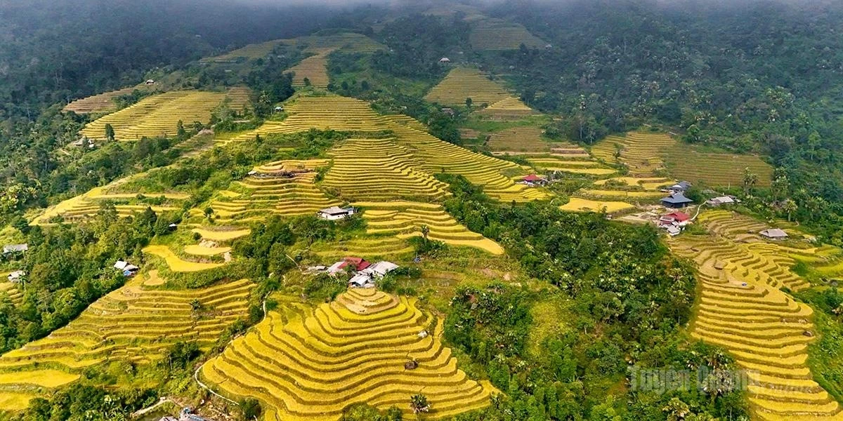 Viewed from above, the terraced fields look like golden silk ribbons draped across the mountainsides.