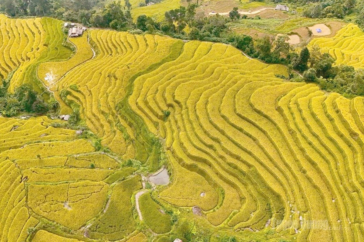 …A shimmering golden hue stretches endlessly, interwoven with the green of the forests and mountains, creating a tranquil and deeply captivating scene.