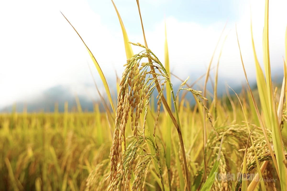 Each rice panicle bends under the weight of ripened grains in the early morning sunlight… The fragrance of rice mingles with the fresh mountain breeze, making visitors slow their steps to savor the simple yet enchanting beauty.