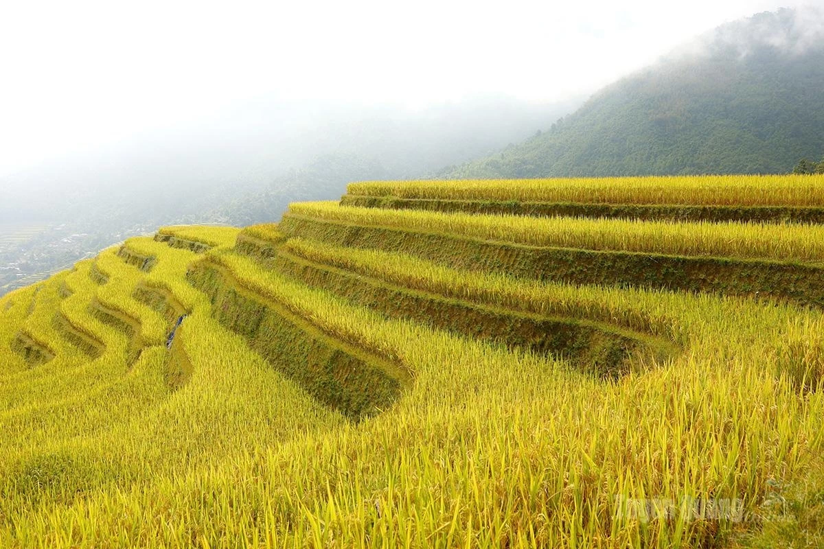 The terraced fields are not only a scenic attraction but also the fruit of generations of hard work, closely associated with the livelihoods and farming practices of the local Dao ethnic community. Khuoi My is currently home to 214 households, all of whom are Dao people.