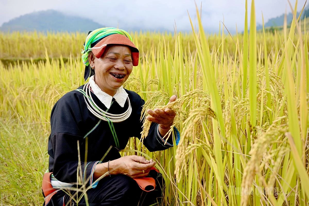 The joy of farmers as they celebrate a bumper rice harvest.