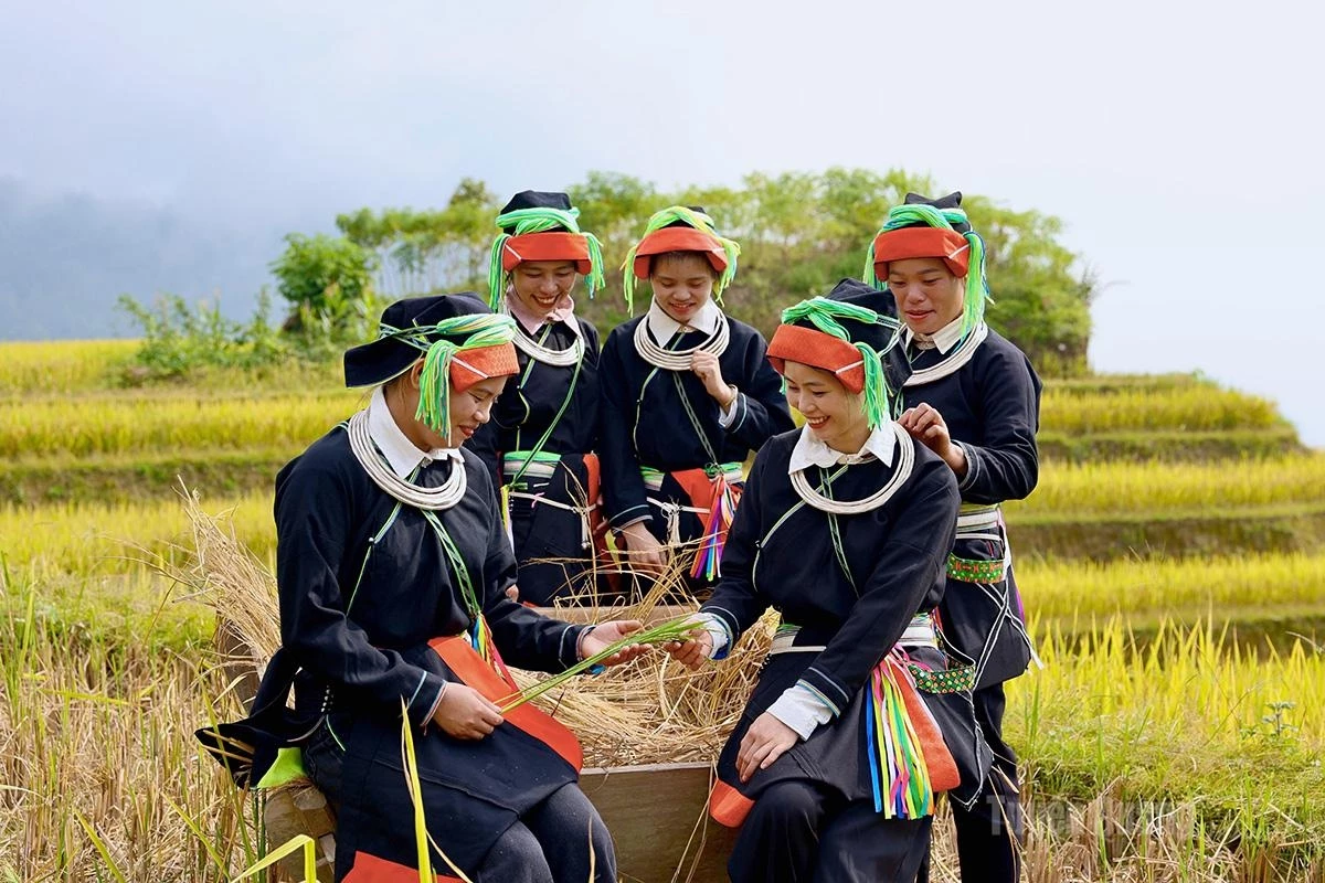 Amid the golden hues of the ripe rice, the traditional costumes of the Dao people stand out even more vividly.