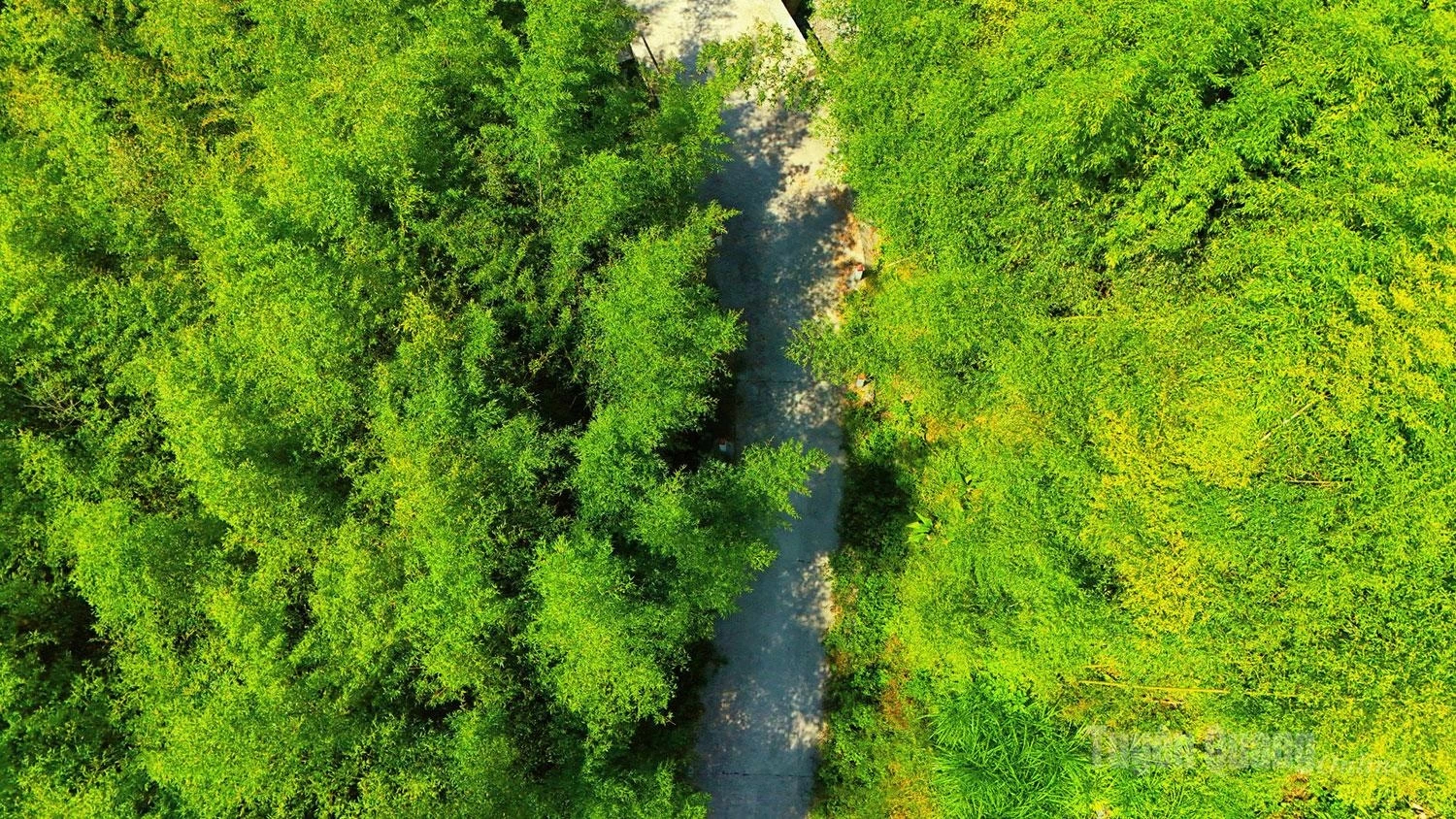 This lush green bamboo forest did not grow naturally but is the result of generations of cultivation by the local Mong ethnic community.