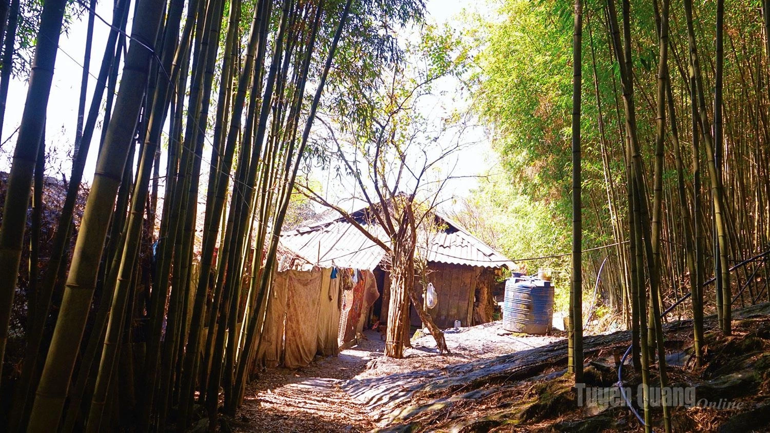 The verdant beauty of bamboo growing throughout the area surrounds the traditional houses of the local people.