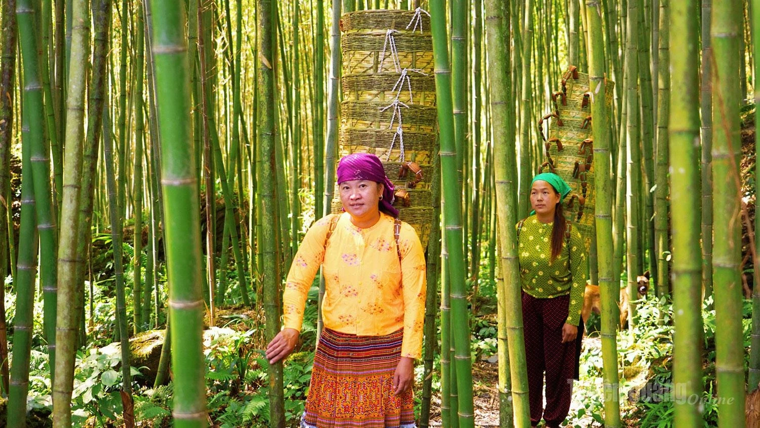 It is hoped that, in the coming years, the Lung Hau bamboo forest will fulfil a dual role by promoting tourism while serving as a sustainable source of raw materials for the traditional basketry craft.