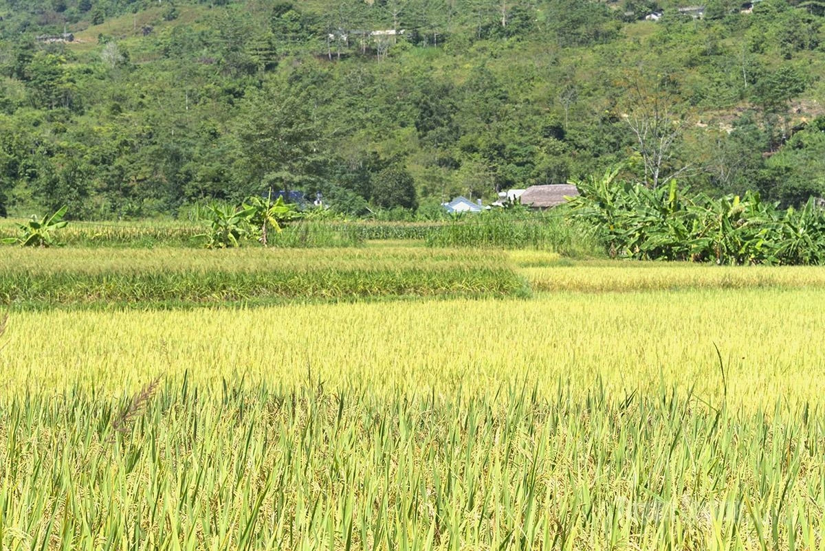 When golden sunlight spreads across the mountains and forests and the rice fields turn yellow with ripening rice, the young green rice flakes-making season begins.