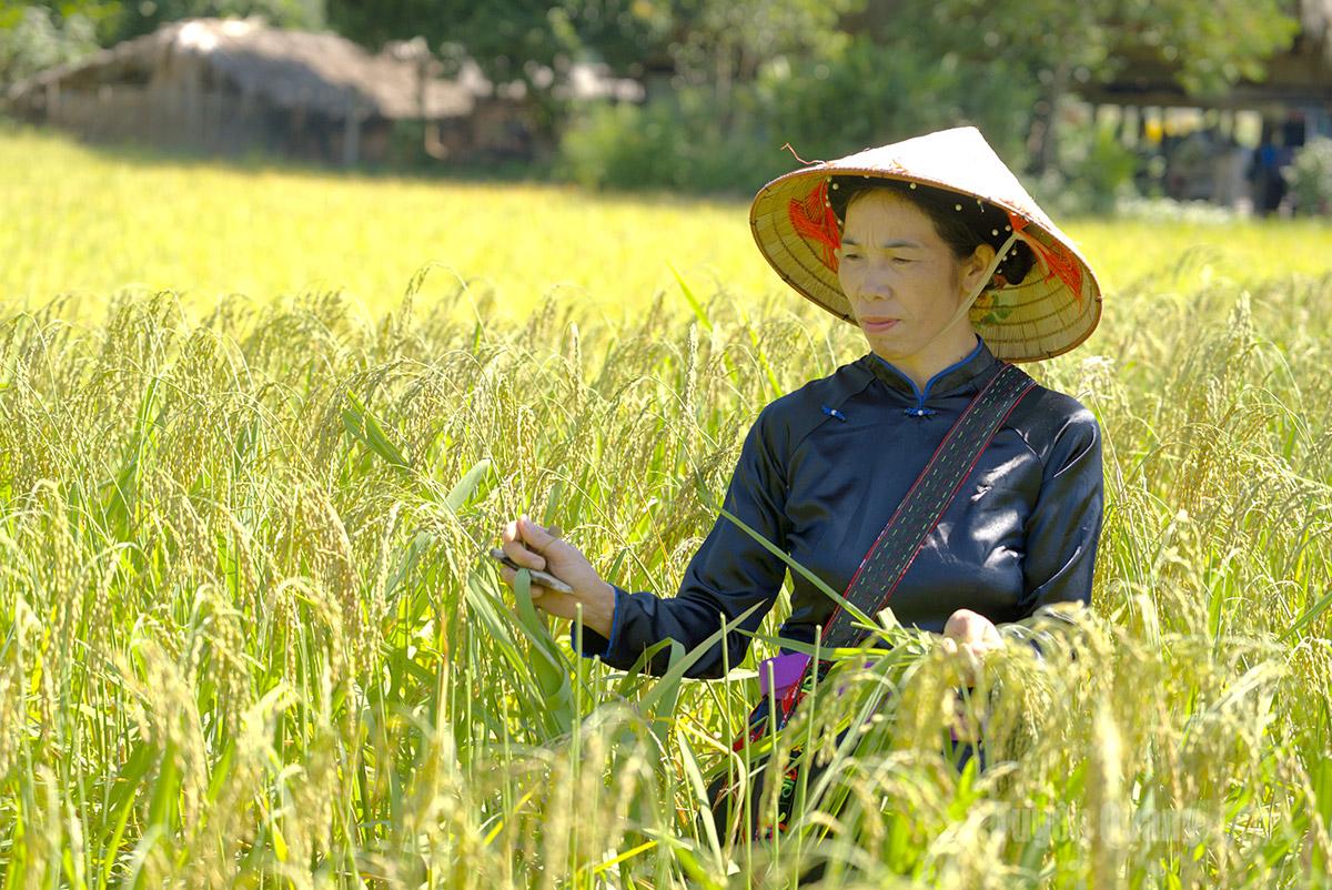 Chị Lệnh Thị Xuê, thôn Bản Mịch, xã Thuận Hoà chia sẻ: “Phải chọn những bông lúa to, tròn đều, vỏ vàng đẹp thì cốm làm ra mới đẹp, thơm, dẻo.” Do đó, ngay cả khi có rất nhiều công cụ để tăng năng suất cắt lúa thì bà con nơi đây vẫn lựa chọn tự tay cắt từng bông, cũng là bước chọn lựa nguyên liệu làm nên một mẻ cốm hoàn thiện.
