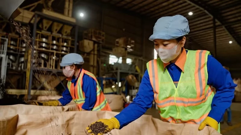Coffee for export is inspected at Dak Lak September 2 Import-Export One Member Limited Liability Company. (Photo: MINH ANH)
