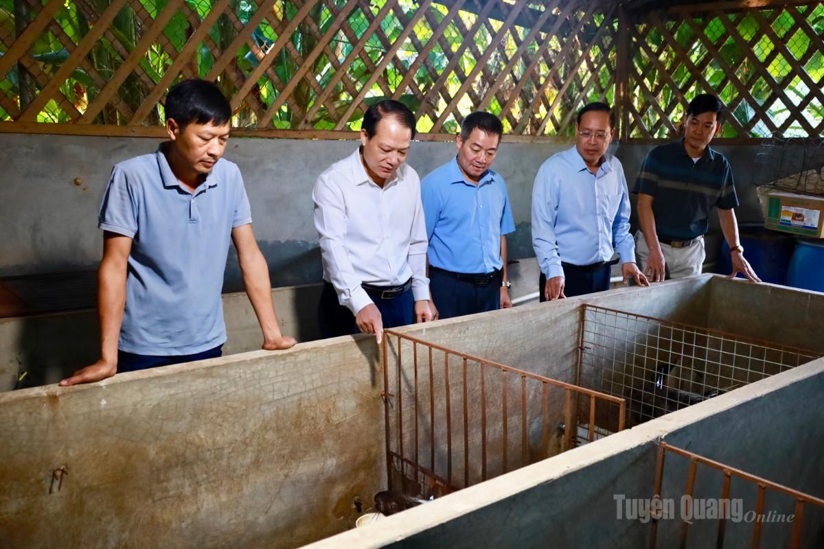 Đồng chí Vân Đình Thảo cùng lãnh đạo xã Yên Phú tham quan mô hình nuôi nhím tại thôn 1 Minh Phú.