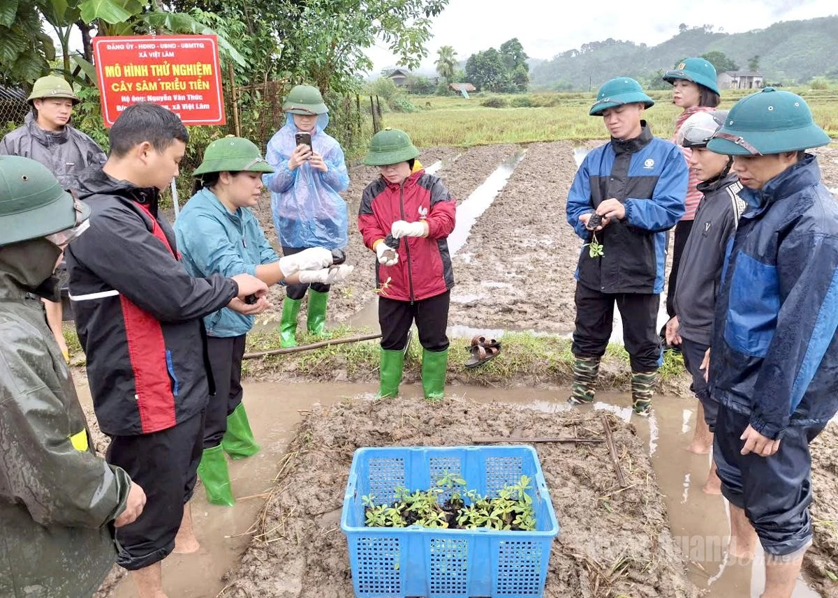 Xã Việt Lâm trồng thử nghiệm mô hình cây sâm Triều Tiên.