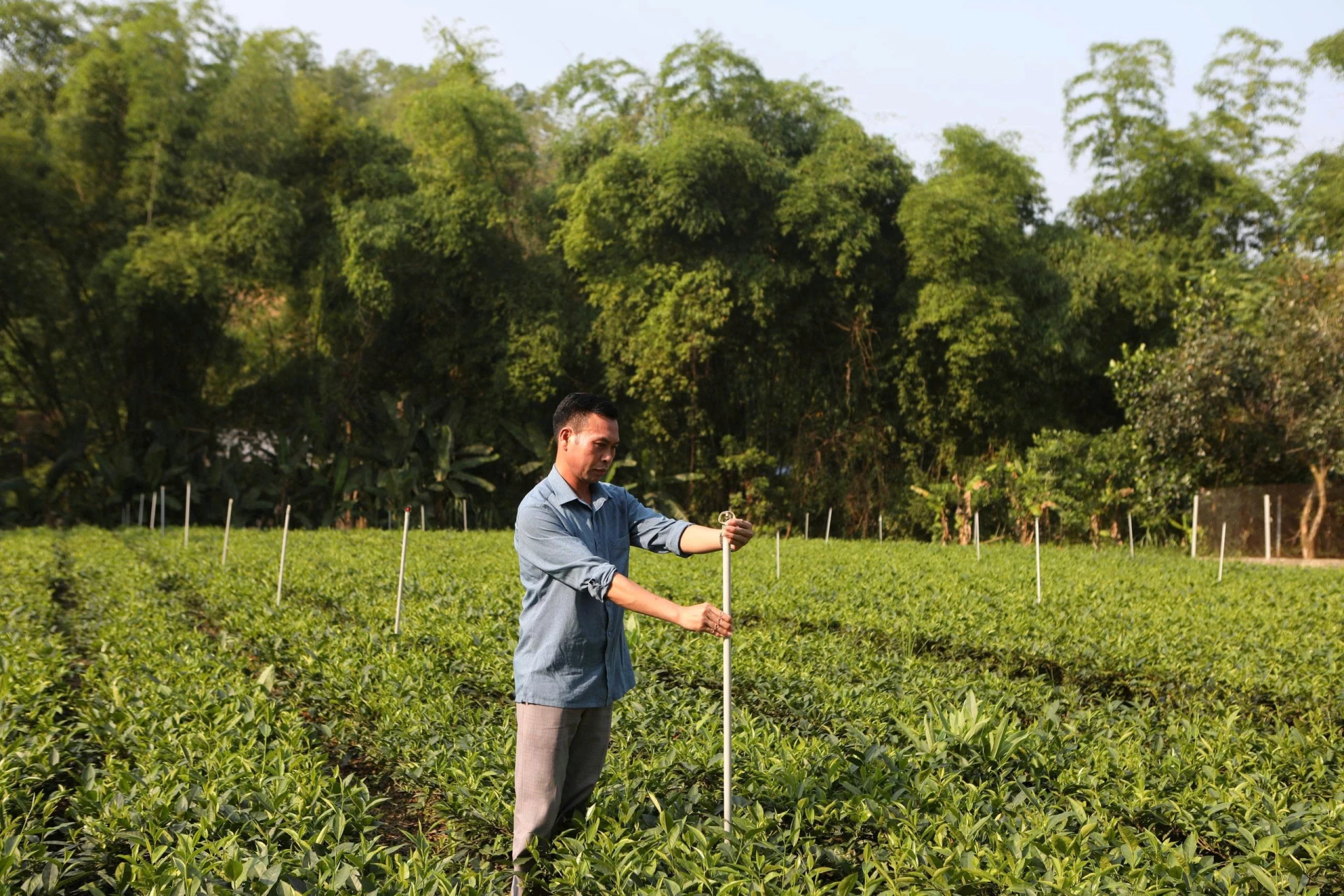 Công nghệ tưới tự động giúp cây trồng phát triển tốt, giảm chi phí, công sức cho nông dân