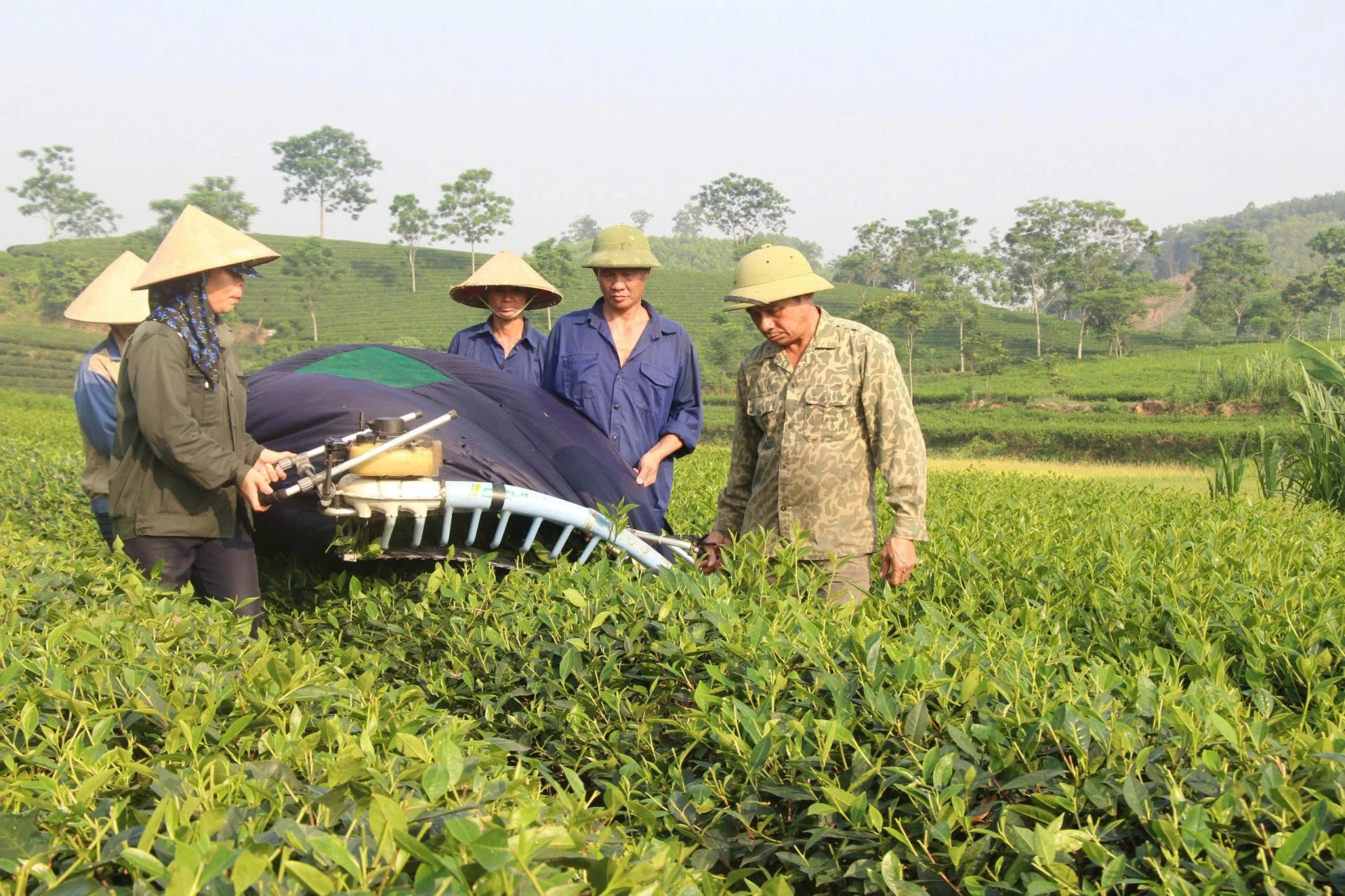 Ứng dụng công nghệ trong thu hoạch chè giúp tăng hiệu quả, giảm chi phí thuê nhân công.