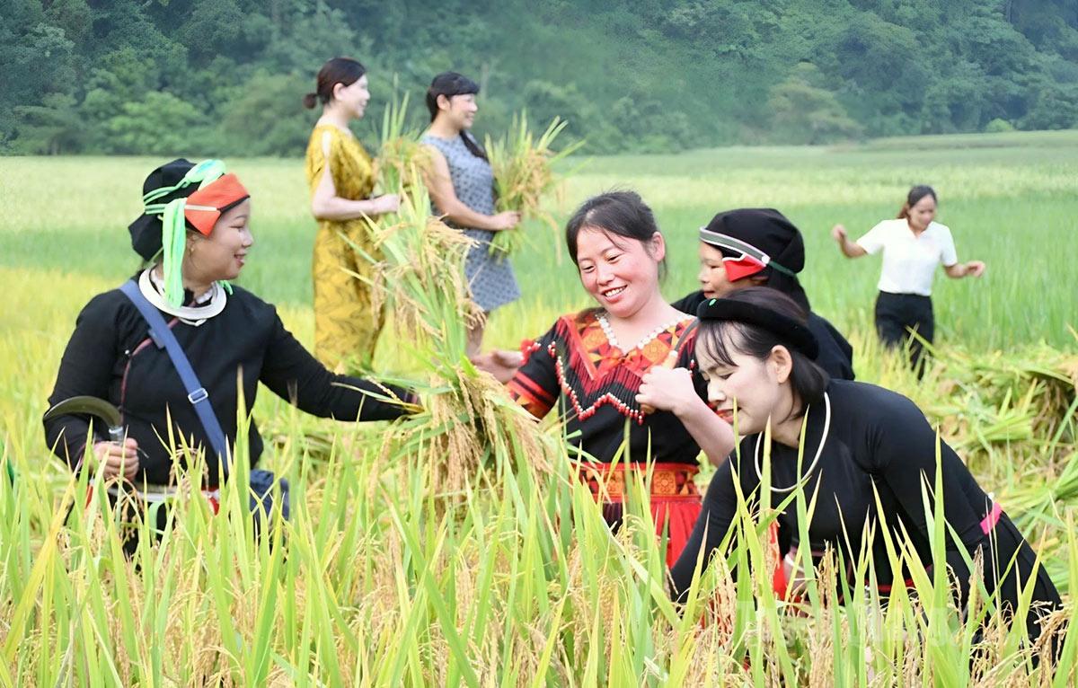 The ripe rice season in Cao Duong attracts tourists.