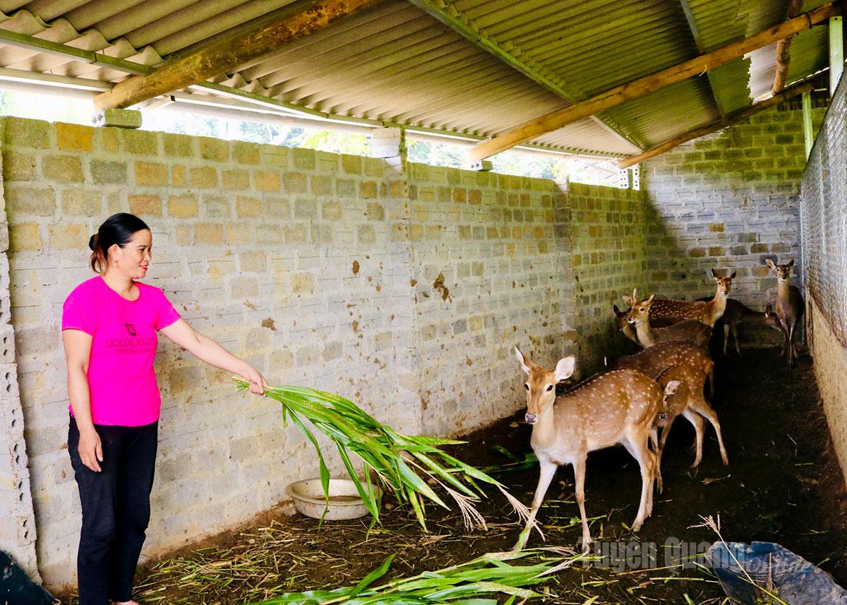 Ms. Hoang Thi Han, Group 29, Ha Giang 1 Ward, develops her economy from velvet antler deer farming.
