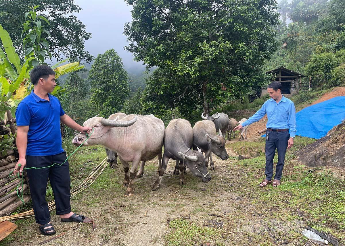 The buffalo breeding model brings a stable income to the family of Hoang Van Viet in Nam Khuong hamlet, Khuon Lung commune.